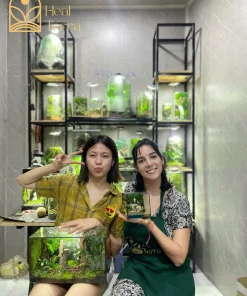 tac-pham-terrarium-uy-nghi-dai-ngan