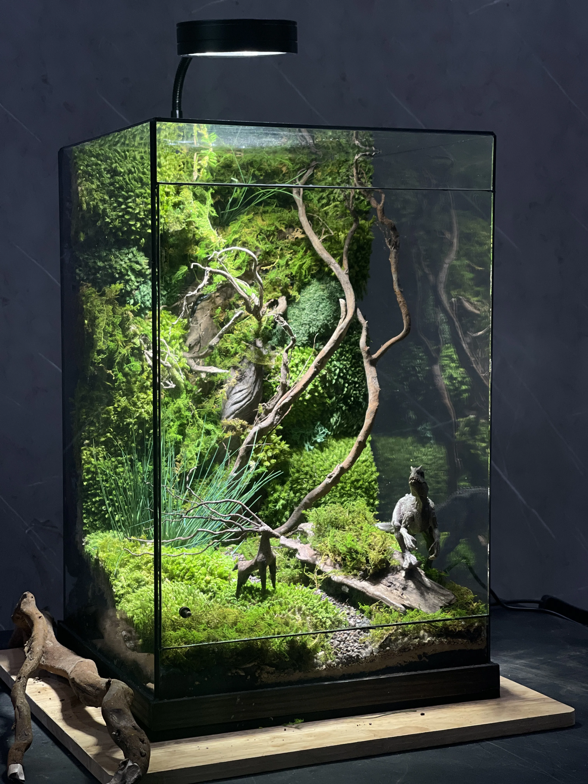 terrarium-ky-nguyen-khung-long-vach-da-60cm-heal-terra