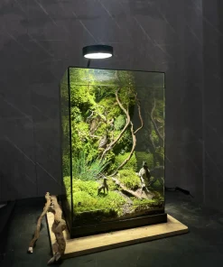 terrarium-ky-nguyen-khung-long-vach-da-60cm-heal-terra
