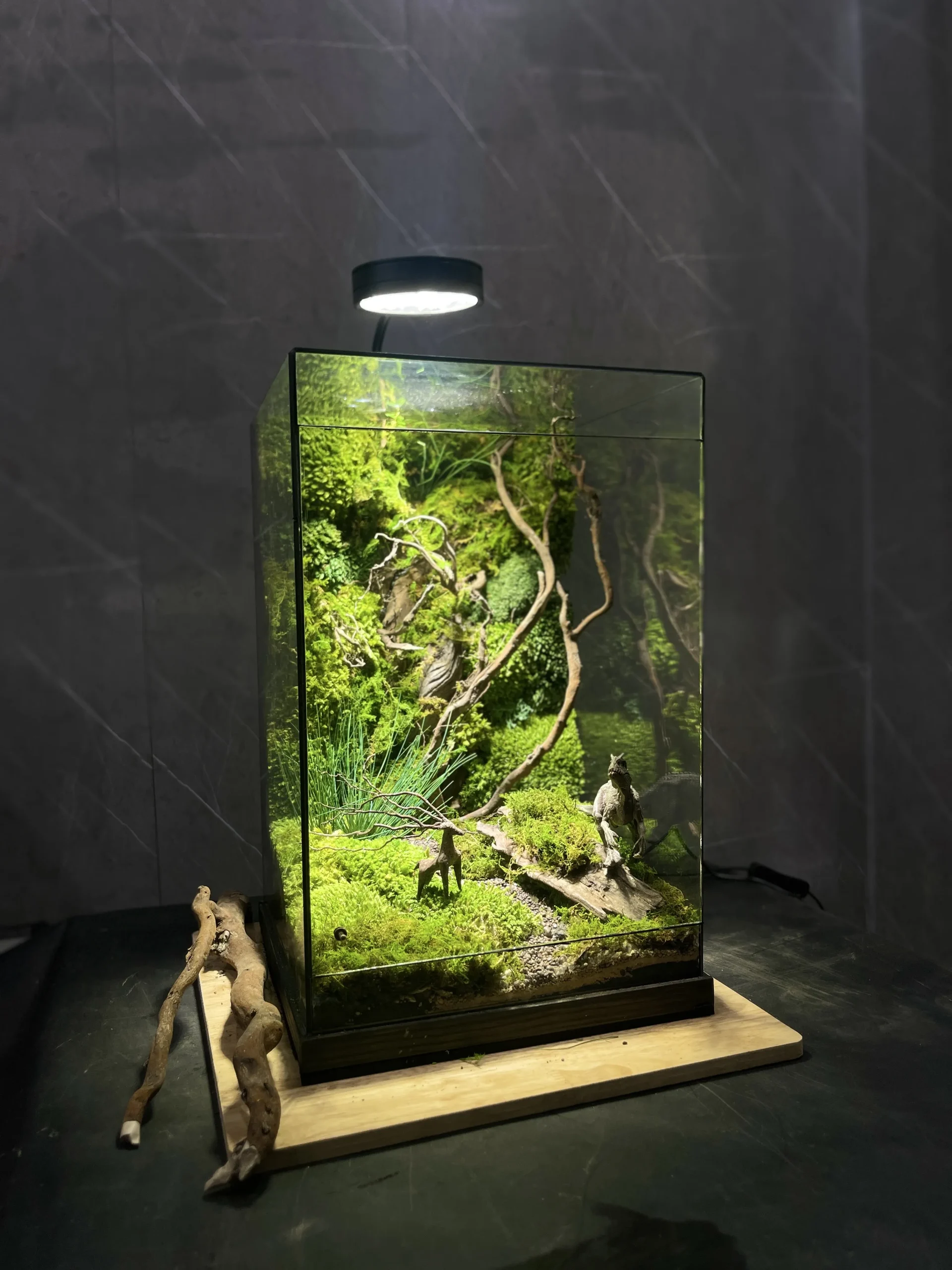 terrarium-ky-nguyen-khung-long-vach-da-60cm-heal-terra