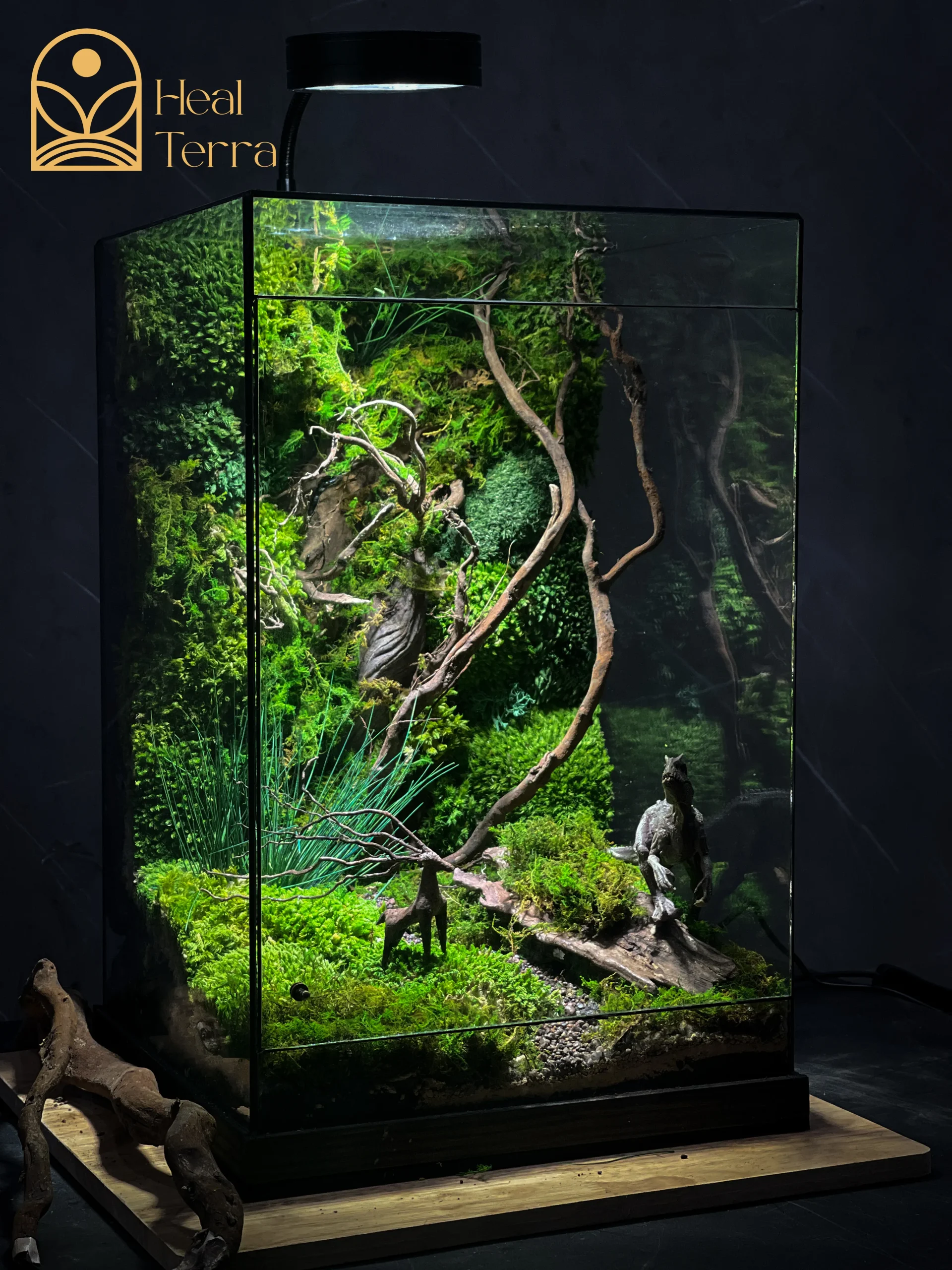 terrarium-ky-nguyen-khung-long-vach-da-60cm-heal-terra