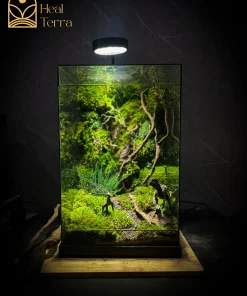 terrarium-ky-nguyen-khung-long-vach-da-60cm-heal-terra