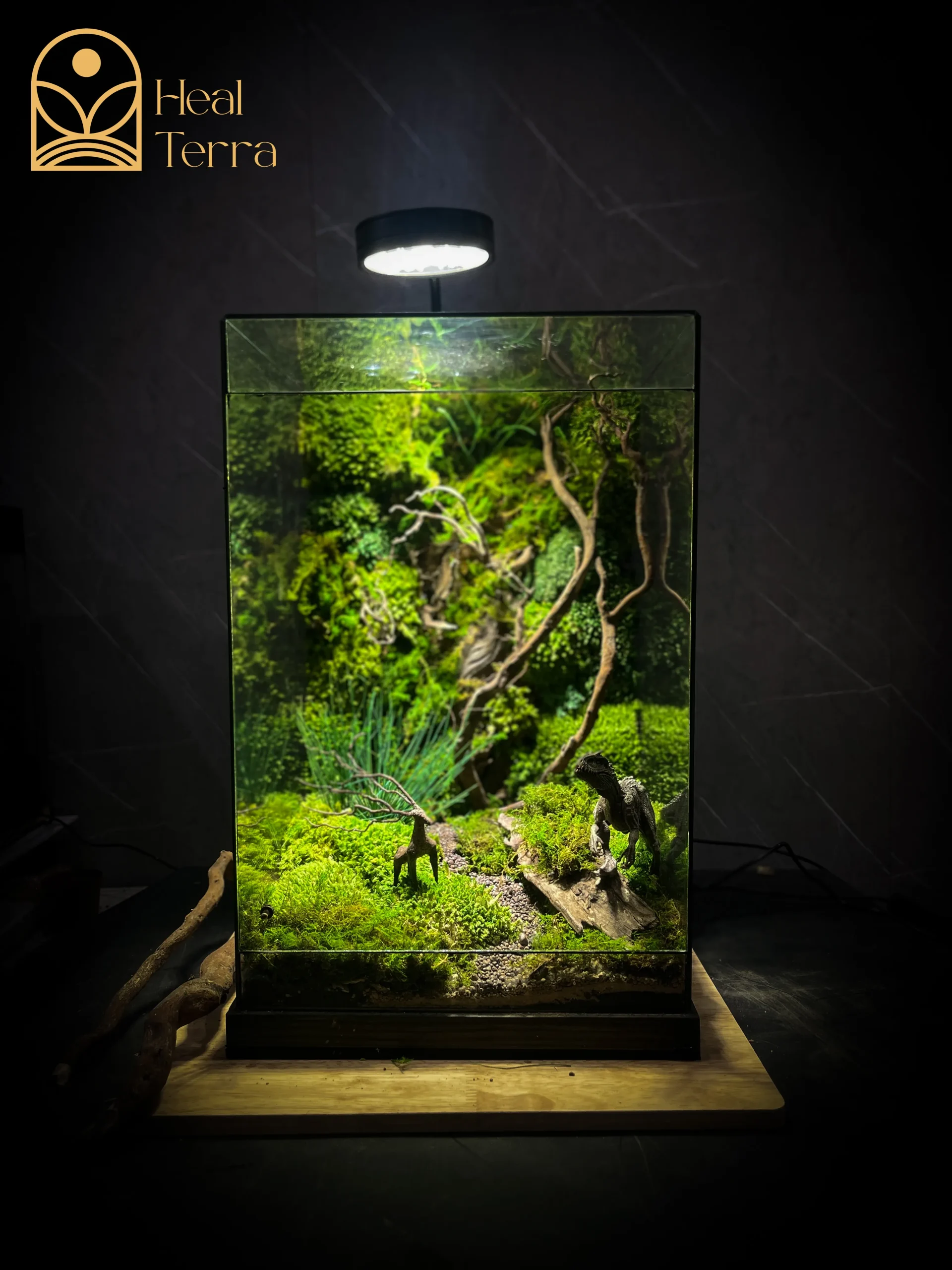 terrarium-ky-nguyen-khung-long-vach-da-60cm-heal-terra