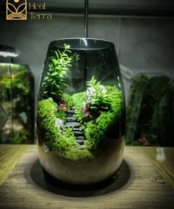 binh-terrarium-stairs-voi-loi-di-bac-thang-da-den-giua-rung-reu-xanh-muot-heal-terra