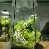 tac-pham-terrarium-the-silent-peak-voi-ngon-nui-da-voi-va-bonsai-mini-trong-binh-kinh-da-dien-heal-terra