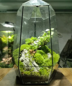 tac-pham-terrarium-the-silent-peak-voi-ngon-nui-da-voi-va-bonsai-mini-trong-binh-kinh-da-dien-heal-terra