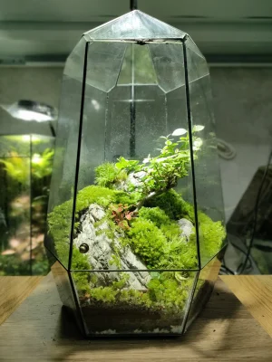 tac-pham-terrarium-the-silent-peak-voi-ngon-nui-da-voi-va-bonsai-mini-trong-binh-kinh-da-dien-heal-terra