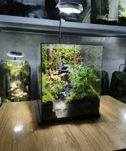 tuyet-tac-terrarium-the-misty-forest-voi-hieu-ung-khoi-suong-va-thac-nuoc-chay-roc-rach-heal-terra