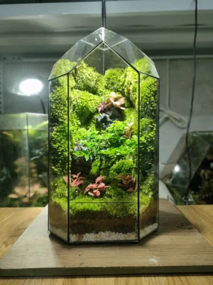 bo-cuc-vach-da-3d-phu-reu-nhung-va-cay-bonsai-mini-trong-moss-heaven