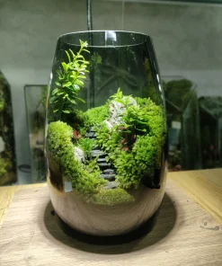 binh-terrarium-stairs-voi-loi-di-bac-thang-da-den-giua-rung-reu-xanh-muot-heal-terra