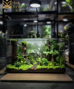 tac-pham-terrarium-uy-nghi-dai-ngan