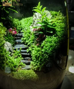 binh-terrarium-stairs-voi-loi-di-bac-thang-da-den-giua-rung-reu-xanh-muot-heal-terra