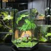 terrarium-co-tung-phong