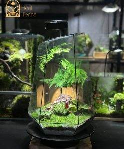 terrarium-co-tung-phong