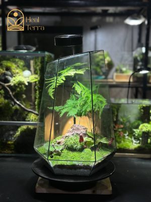 terrarium-co-tung-phong