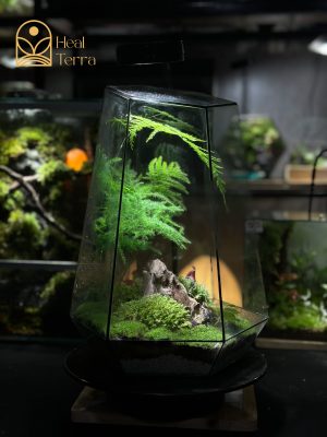 terrarium-co-tung-phong