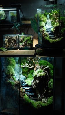 moc-thien-vien-terrarium-phat-giao