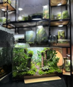 terrarium-jungle-vines