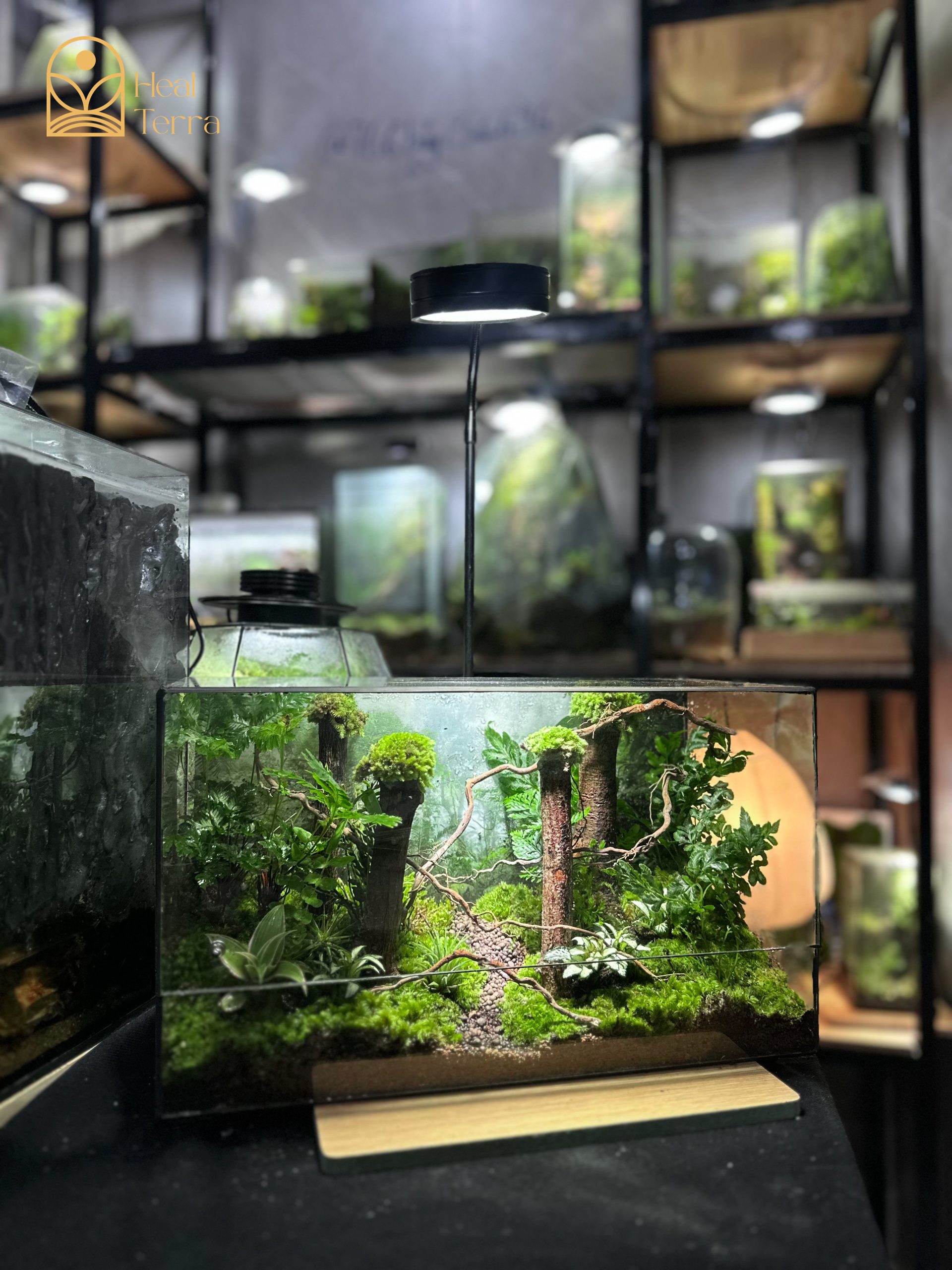 terrarium-jungle-vines