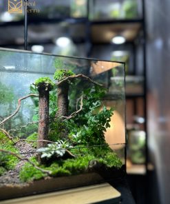 terrarium-jungle-vines