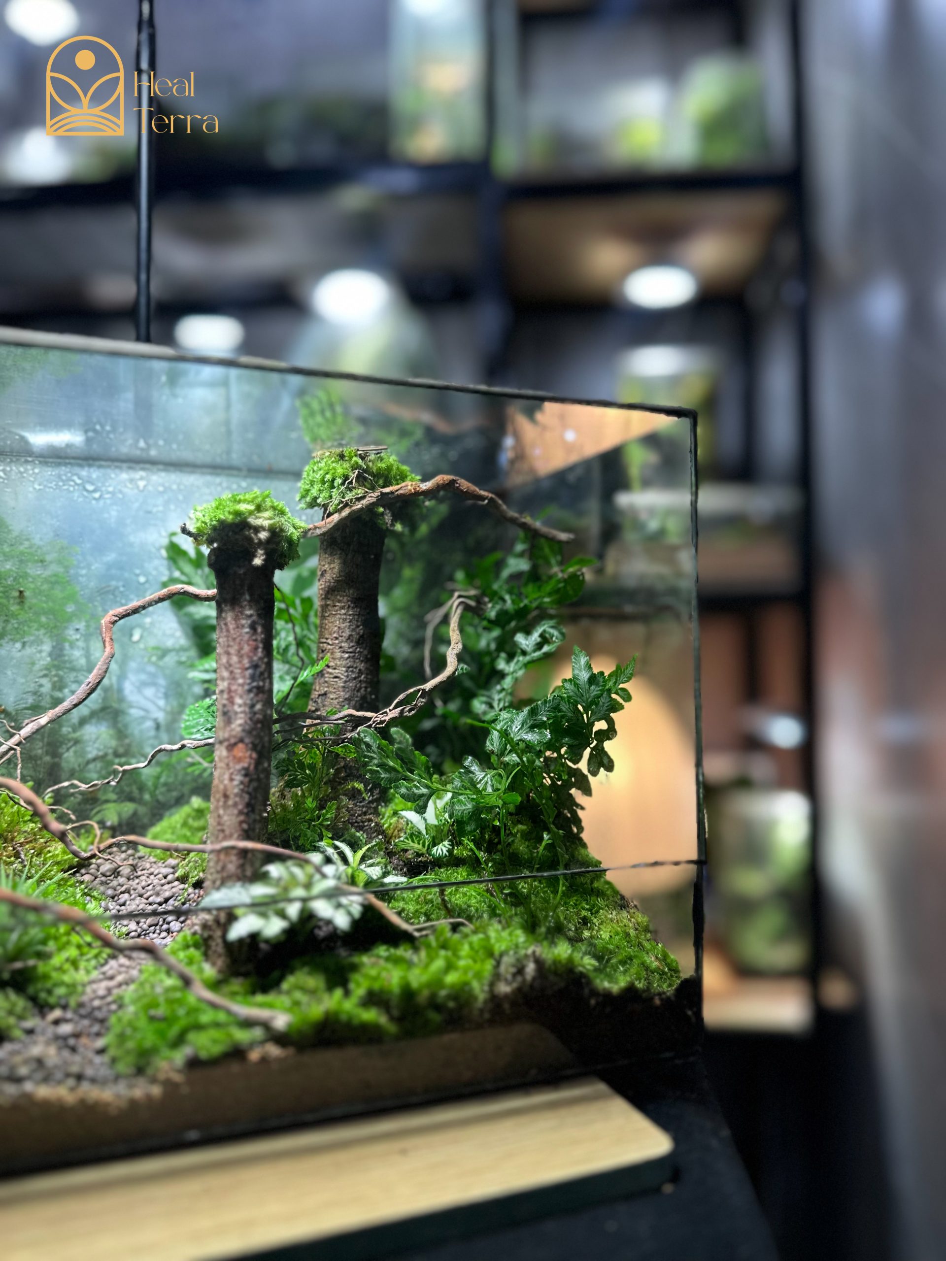 terrarium-jungle-vines