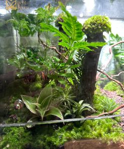 terrarium-jungle-vines