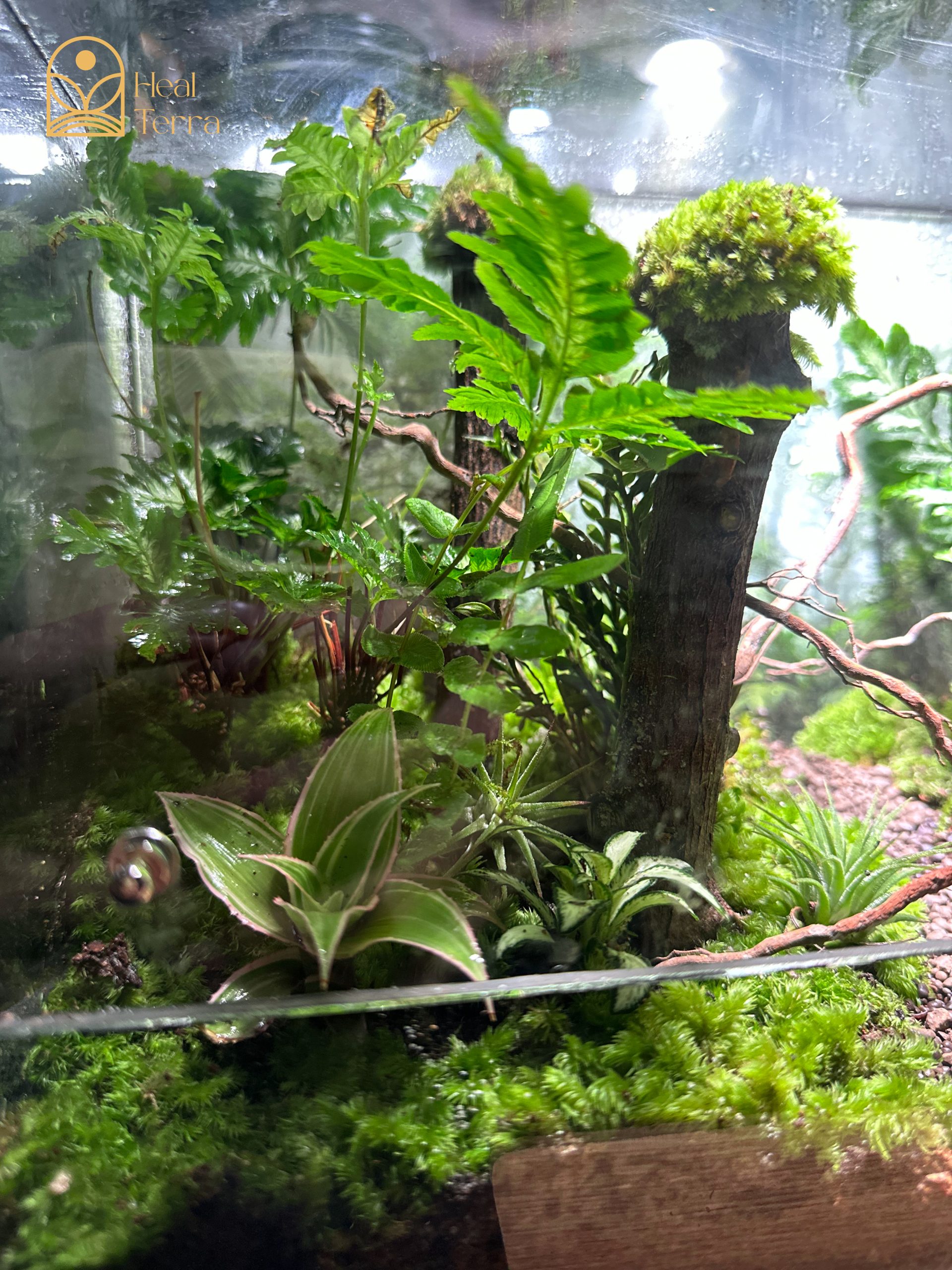 terrarium-jungle-vines