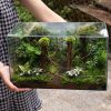 terrarium-jungle-vines