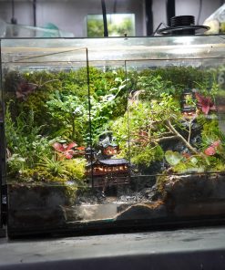 terrarium-co-tran-duoi-mua
