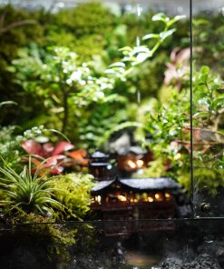 terrarium-co-tran-duoi-mua