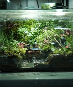 terrarium-co-tran-duoi-mua