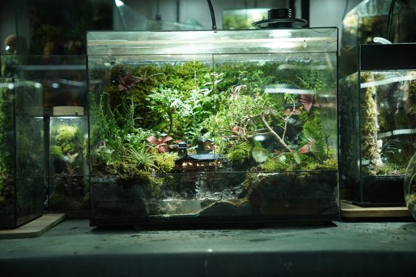 terrarium-co-tran-duoi-mua