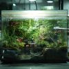 terrarium-co-tran-duoi-mua