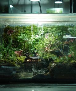 terrarium-co-tran-duoi-mua