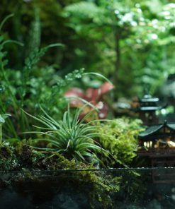 terrarium-co-tran-duoi-mua