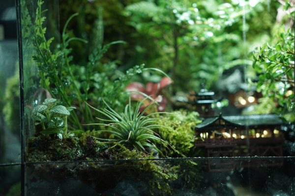terrarium-co-tran-duoi-trang