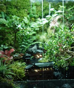 terrarium-co-tran-duoi-mua