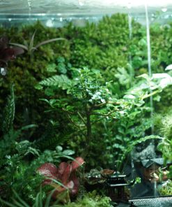 terrarium-co-tran-duoi-mua