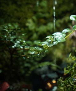 terrarium-co-tran-duoi-mua